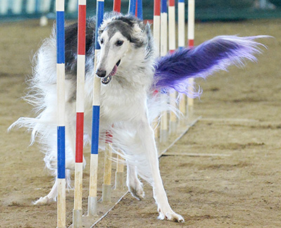 Top Agility Borzoi 2019